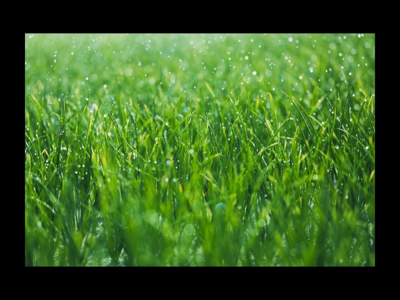 Curated crop of plantation trail and surrounding vegetation